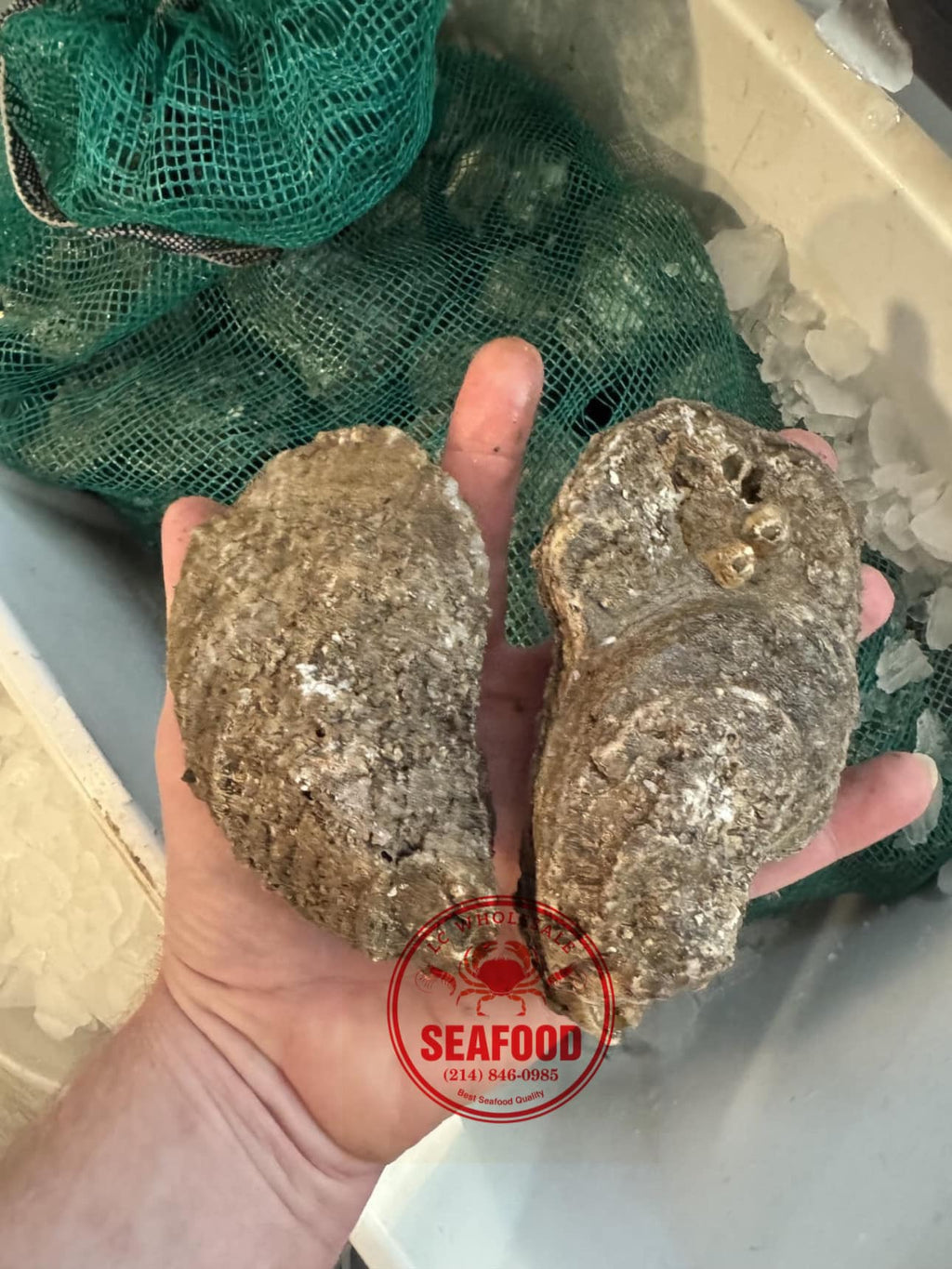 Live Gulf Oysters Local Pick Up