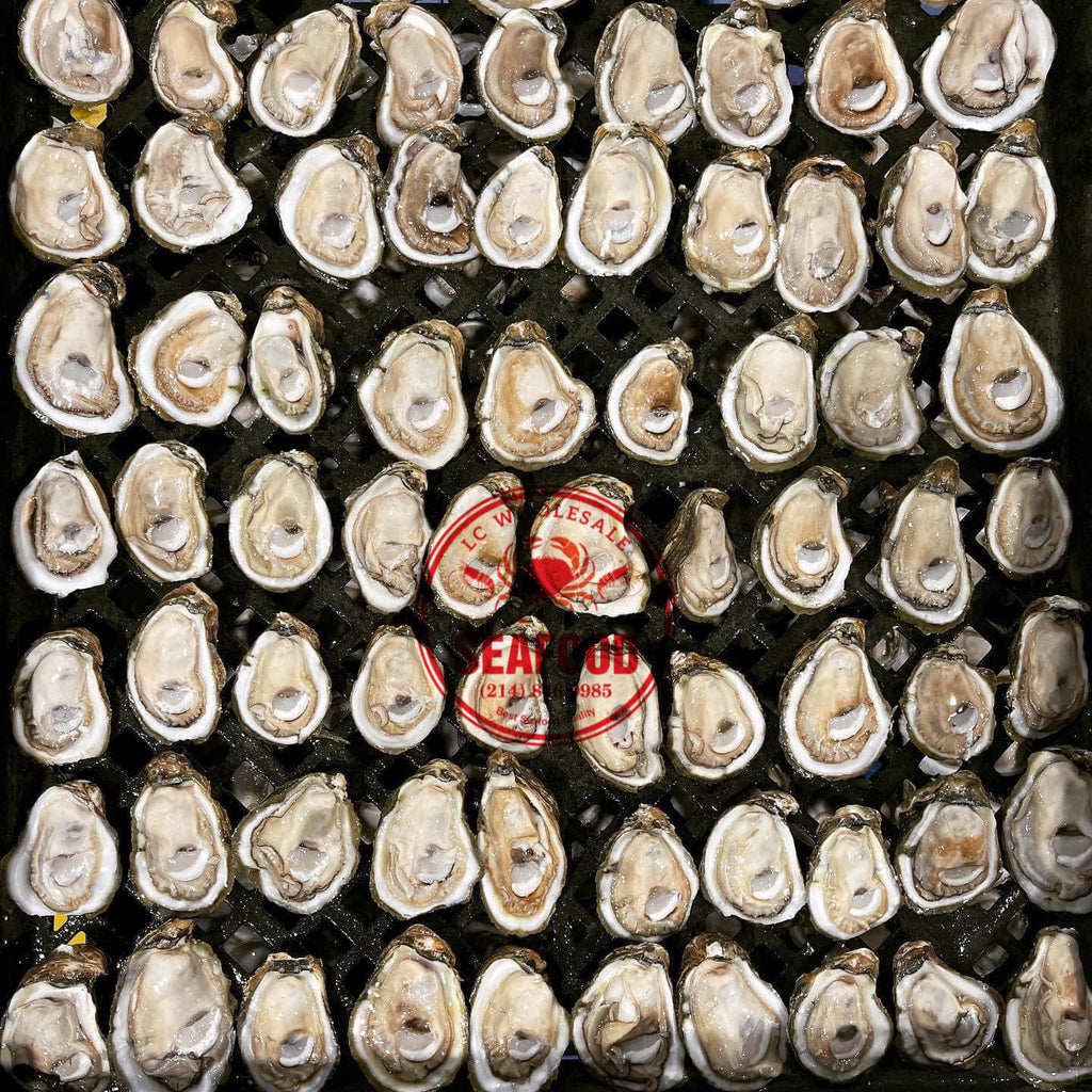 Live Gulf Oysters Local Pick Up
