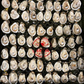 Live Gulf Oysters Local Pick Up