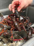 Live Crawfish Local Pick Up