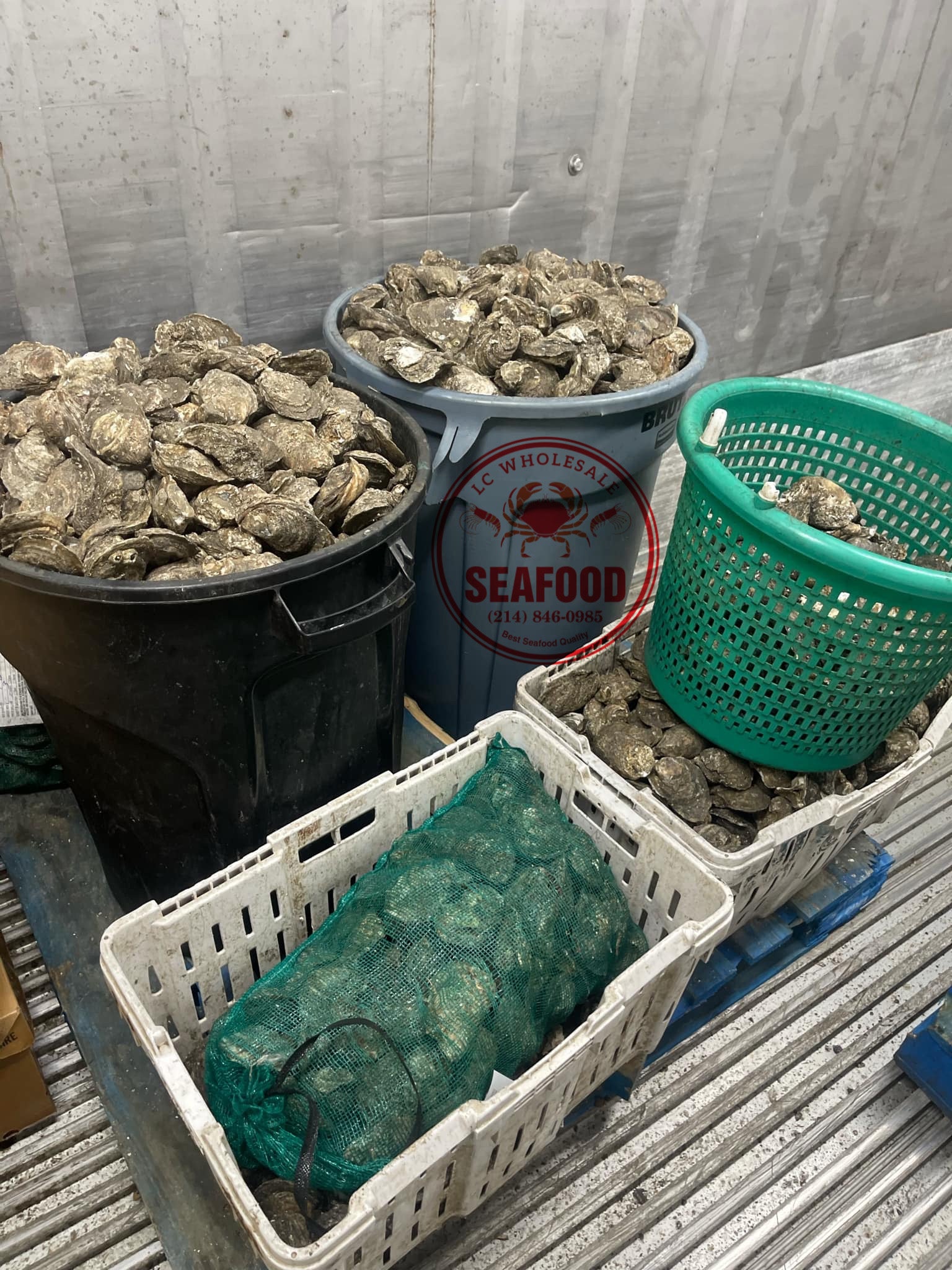 Live Gulf Oysters Local Pick Up