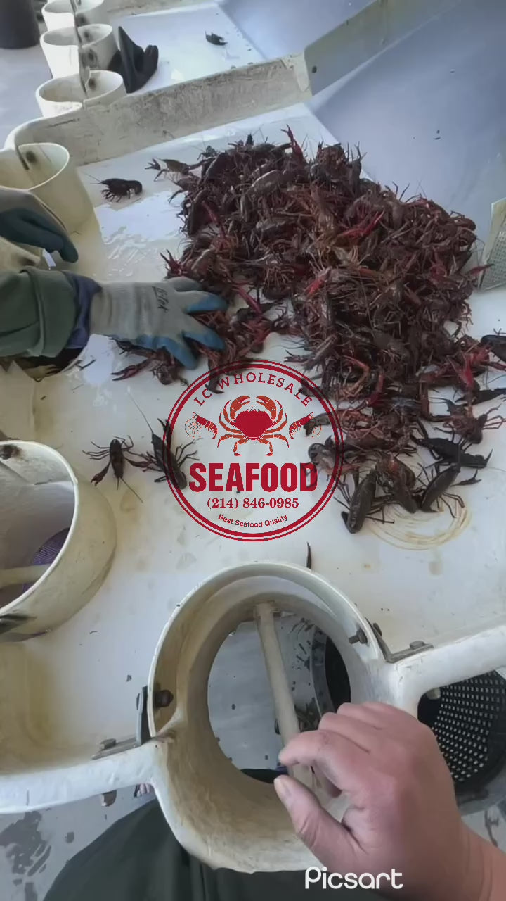 Live Crawfish Local Pick Up